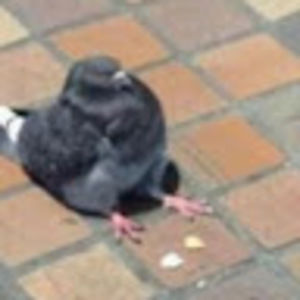 Meet your Posher, Alicia